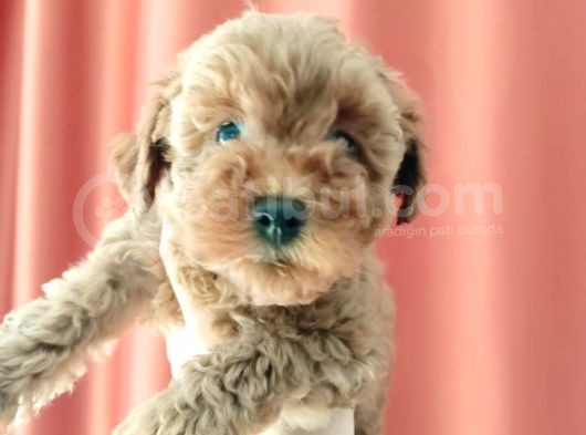 Scr Li Mükemmel Toy Poodle Yavrular görsel