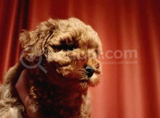Scr Li Mükemmel Toy Poodle Yavrular görsel