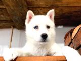 Mükemmel Husky Sibirya Kurdu Yavrularımız