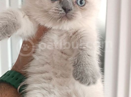 Dişi Ve Erkek görsel
