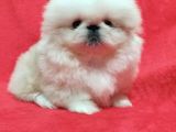 BABY SAFKAN İMPERİAL PEKİNEZ YAVRULARI