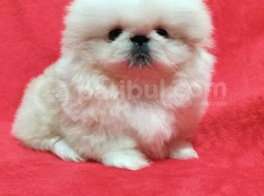 Baby Safkan İmperi̇al Peki̇nez Yavrulari
