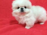 Baby Safkan İmperi̇al Peki̇nez Yavrulari