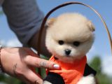 Ayı Surat Tea Cup Pomeranian Boo