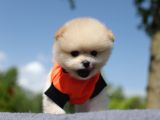 Ayı Surat Tea Cup Pomeranian Boo