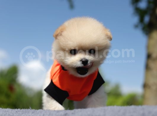 Ayı Surat Tea Cup Pomeranian Boo görsel