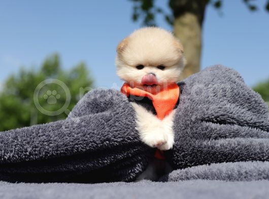 Ayı Surat Tea Cup Pomeranian Boo görsel