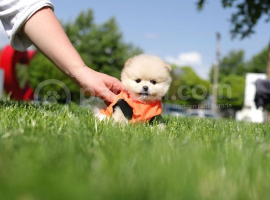 Ayı Surat Tea Cup Pomeranian Boo görsel