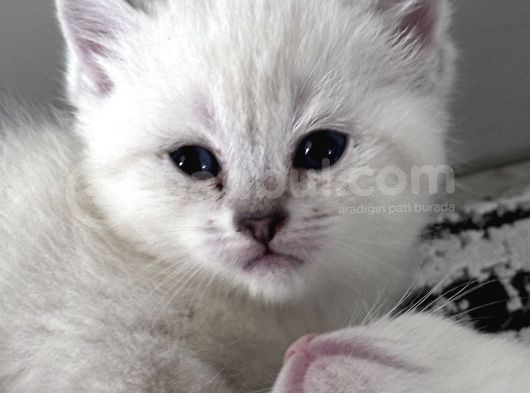 British Lynx Point görsel