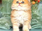 Show Kalite Golden Dişi