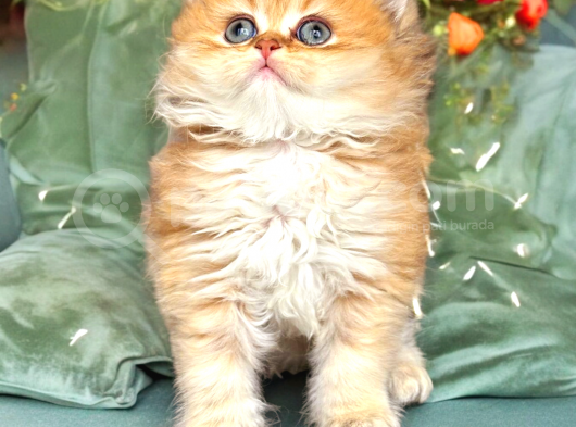Show Kalite Golden Dişi görsel
