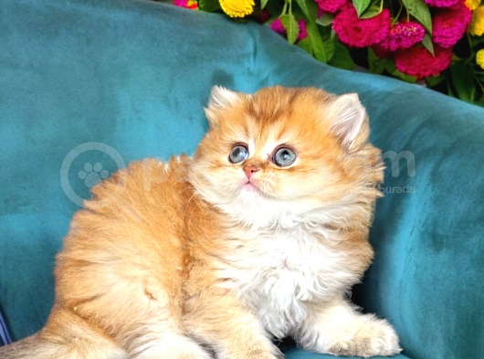 Show Kalite Golden Dişi görsel
