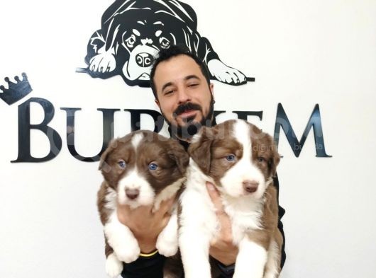 Dunyani̇n En Zeki̇ Irki Kizil Border Collie görsel