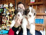 Dunyani̇n En Zeki̇ Irki Kizil Border Collie