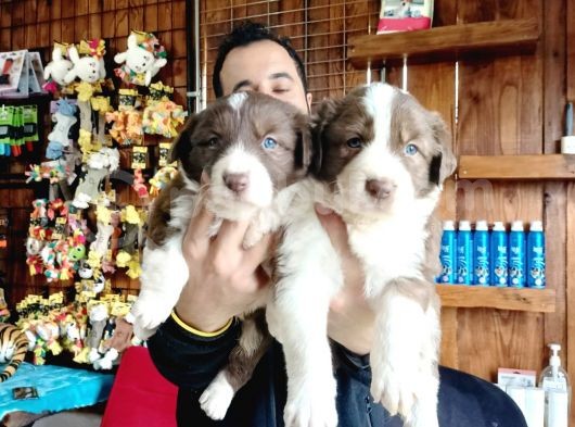 Dunyani̇n En Zeki̇ Irki Kizil Border Collie görsel