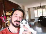 Mükemmel husky Sibirya kurdu yavrularımız