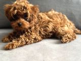 3 Aylik 0 Numara Scr Li̇ Çi̇pli̇ Aşili Di̇şi̇ Malti̇poo Yavru