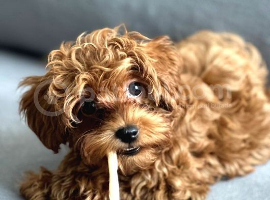 3 Aylik 0 Numara Scr Li̇ Çi̇pli̇ Aşili Di̇şi̇ Malti̇poo Yavru