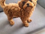 3 Aylik 0 Numara Scr Li̇ Çi̇pli̇ Aşili Di̇şi̇ Malti̇poo Yavru