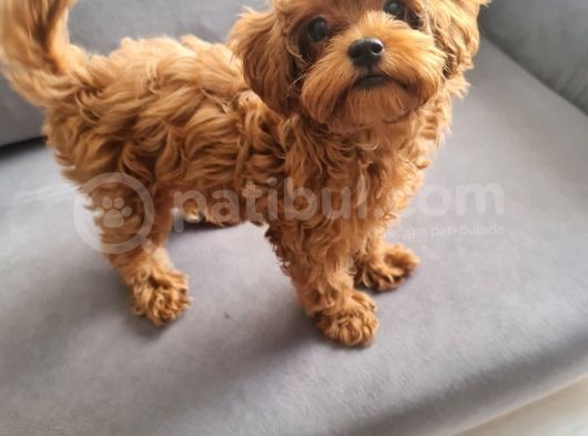 3 Aylik 0 Numara Scr Li̇ Çi̇pli̇ Aşili Di̇şi̇ Malti̇poo Yavru görsel