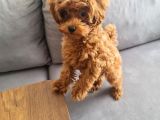 3 Aylik 0 Numara Scr Li̇ Çi̇pli̇ Aşili Di̇şi̇ Malti̇poo Yavru