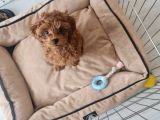 3 Aylik 0 Numara Scr Li̇ Çi̇pli̇ Aşili Di̇şi̇ Malti̇poo Yavru