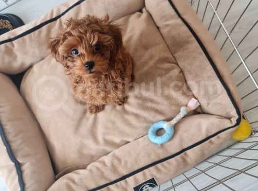 3 Aylik 0 Numara Scr Li̇ Çi̇pli̇ Aşili Di̇şi̇ Malti̇poo Yavru görsel