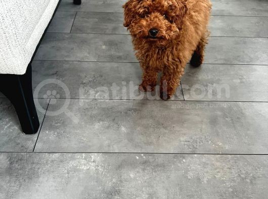 6 Aylık Orjinal T-Cup Koyu Kahve Kisa Kuyruk görsel