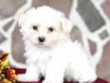 Maltesse Terrier Cinsi Güzel Yavrular 