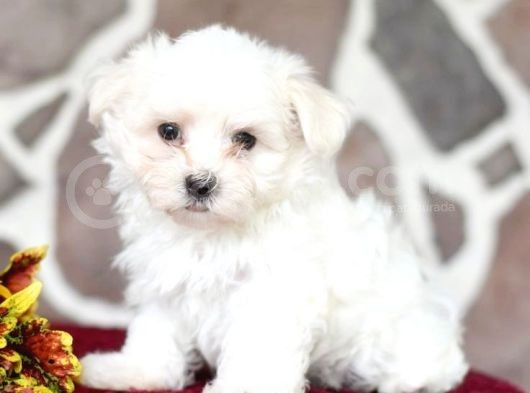 Maltesse Terrier Cinsi Güzel Yavrular 