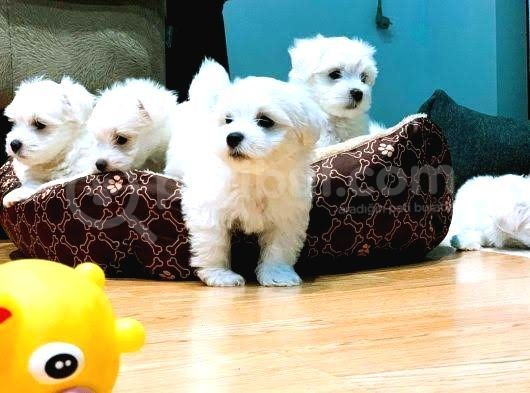 A Kalite Maltese Terrier Yavrularımız görsel