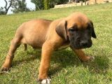 Safkan Presa Canario yavrular