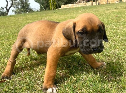 Safkan Presa Canario Yavrular