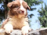 Dünyanin En Akilli Köpeği̇ Kahve-Beyaz Border Colli̇e Bebekler