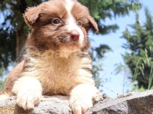 Dünyanin En Akilli Köpeği̇ Kahve-Beyaz Border Colli̇e Bebekler görsel