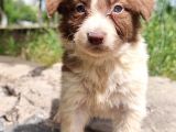 Dünyanin En Akilli Köpeği̇ Kahve-Beyaz Border Colli̇e Bebekler