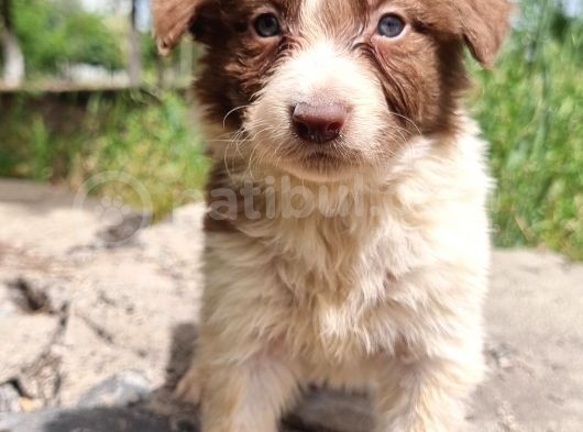 Dünyanin En Akilli Köpeği̇ Kahve-Beyaz Border Colli̇e Bebekler görsel