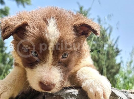 Dünyanin En Akilli Köpeği̇ Kahve-Beyaz Border Colli̇e Bebekler görsel