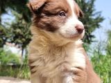 DÜNYANIN EN AKILLI KÖPEĞİ KAHVE-BEYAZ BORDER COLLİE BEBEKLER