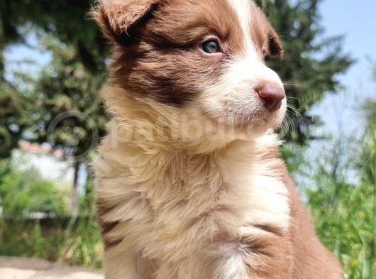 Dünyanin En Akilli Köpeği̇ Kahve-Beyaz Border Colli̇e Bebekler