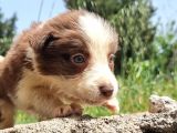 Dünyanin En Akilli Köpeği̇ Kahve-Beyaz Border Colli̇e Bebekler