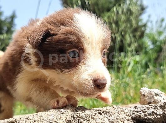 Dünyanin En Akilli Köpeği̇ Kahve-Beyaz Border Colli̇e Bebekler görsel