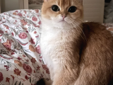 Şecereli Golden British Shorthair 1 Yaşında Kısır Değil