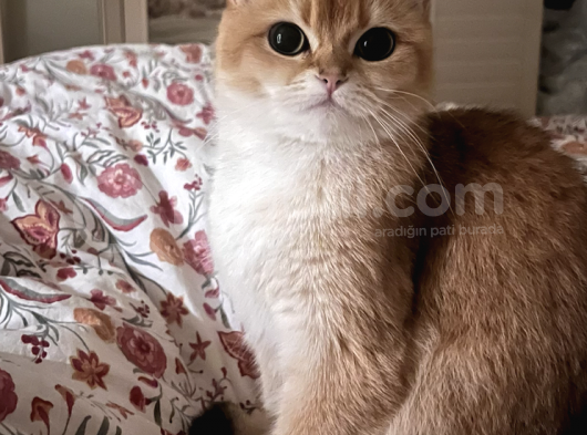 Şecereli Golden British Shorthair 1 Yaşında Kısır Değil