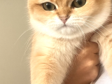 Şecereli Golden British Shorthair 1 Yaşında Kısır Değil
