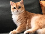 Şecereli Golden British Shorthair 1 Yaşında Kısır Değil