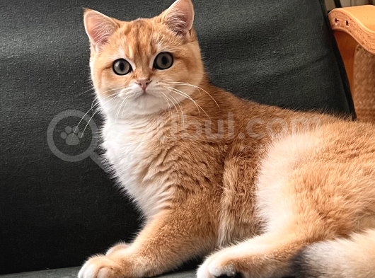 Şecereli Golden British Shorthair 1 Yaşında Kısır Değil görsel