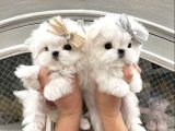A Kalite Maltese Terrier Yavrularımız