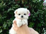 0 Numara Maltese Yavrularımız