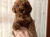 TOOY POODLE YAVRUMUZ 